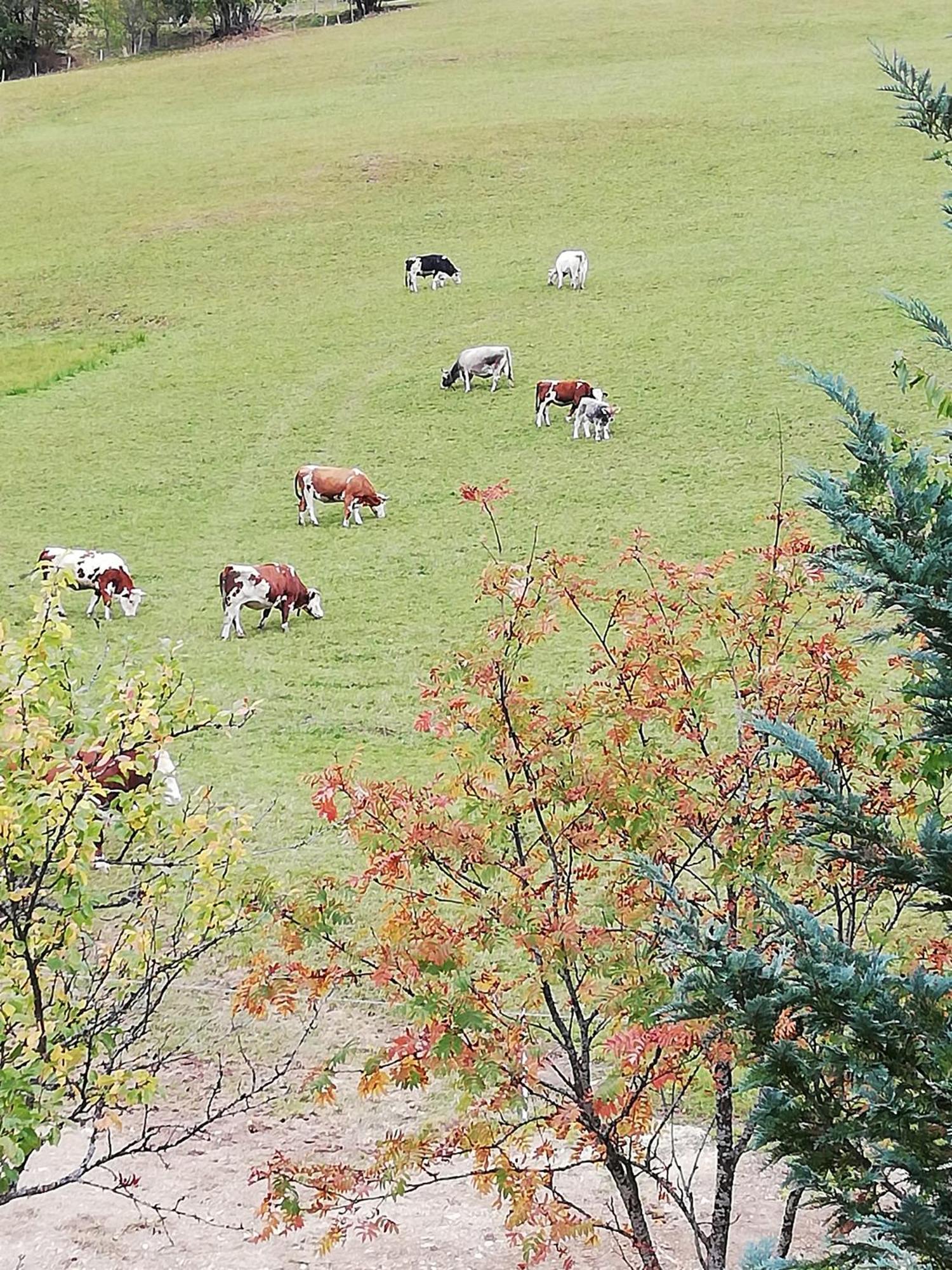 Bauernhof Bachgut Villa Muhlbach Am Hochkonig Luaran gambar